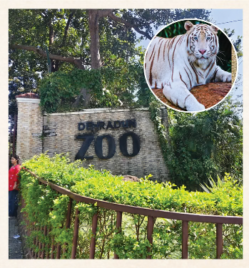 देहरादून जू में जल्द दिखेगा नीली आंखों वाला सफेद बाघ ‘तेजस’, अक्टूबर के अंत तक खुलेगा बाड़ा
