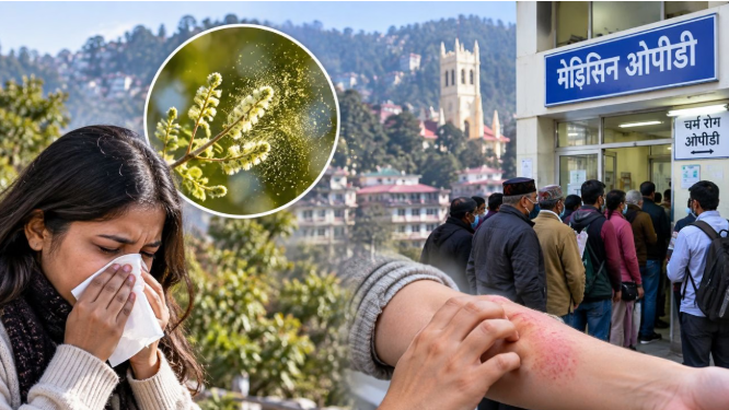 शिमला: मौसम बदलते ही झड़ने लगा पोलन, बढ़े एलर्जी और वायरल के मरीज; डीडीयू की ओपीडी में पहुंच रहे मरीज, डॉक्टरों ने सावधानी बरतने की दी सलाह