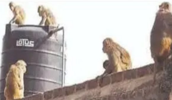 बंदरों के हमले से छत से गिरी बुजुर्ग महिला की मौत, एक सप्ताह तक ICU में चली जिंदगी की जंग; शिमला में बढ़ते बंदर आतंक पर सवाल