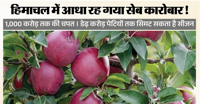 हिमाचल में सेब कारोबार को मौसम की मार, 1,000 करोड़ रुपये तक के नुकसान का अनुमान