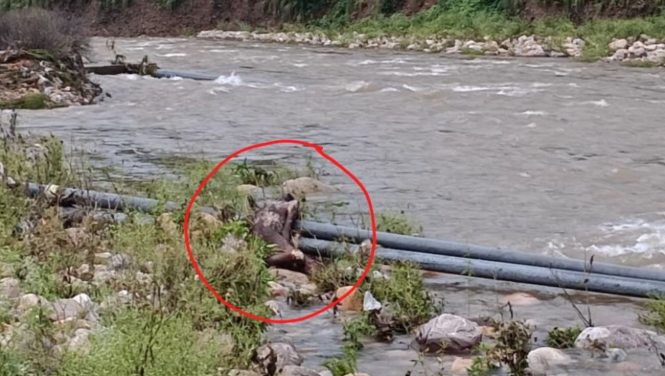 जयसिंहपुर में हरोटी खड्ड के किनारे मिला अज्ञात व्यक्ति का शव, इलाके में फैली सनसनी