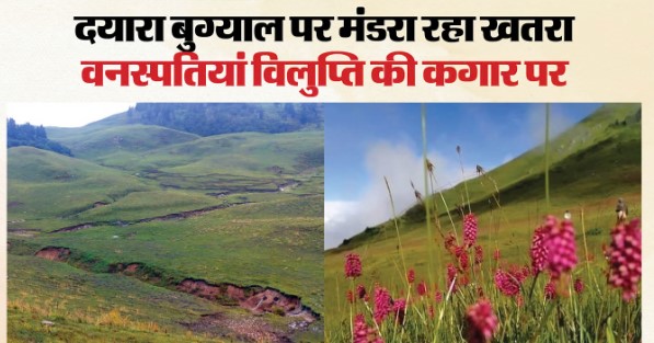 उत्तरकाशी न्यूज़: दयारा बुग्याल की खूबसूरती पर संकट, भू-धंसाव और भूस्खलन से घास के मैदानों में बनीं खाइयां